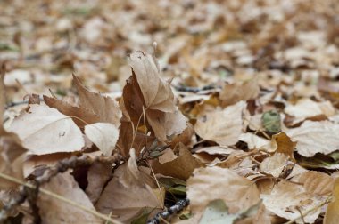 Hojas secas en el suelo durante el otoo