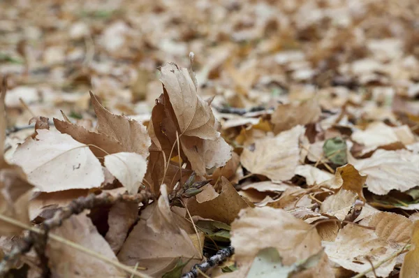 Hojas secas en el suelo durante el otoo