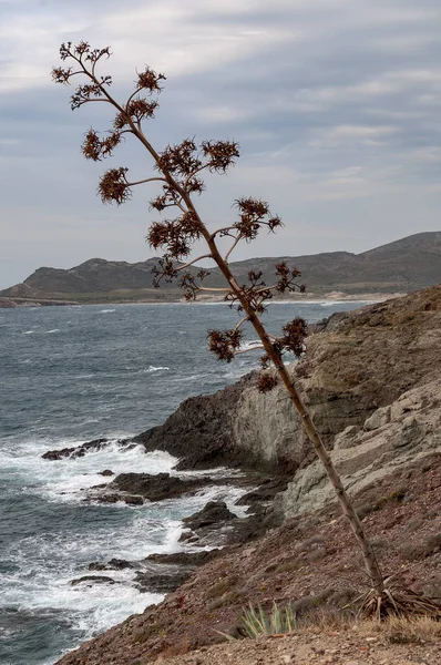 Acantilados de Genoveses con una pita en primer trmino