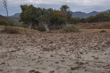 Conjunto de rboles en una playa con rocas volcnicas sobre la arena