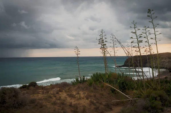 Playa virgen con vegetacin de pitas silvestres