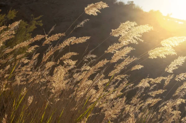 Juncos baados por los rayos del sol