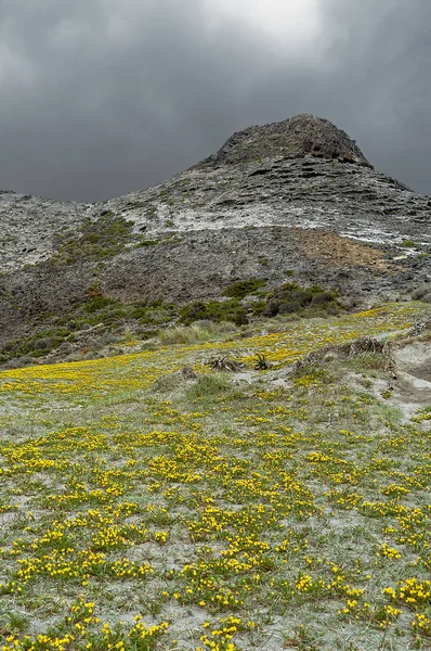 Montaa con la ladera cubierta de flores