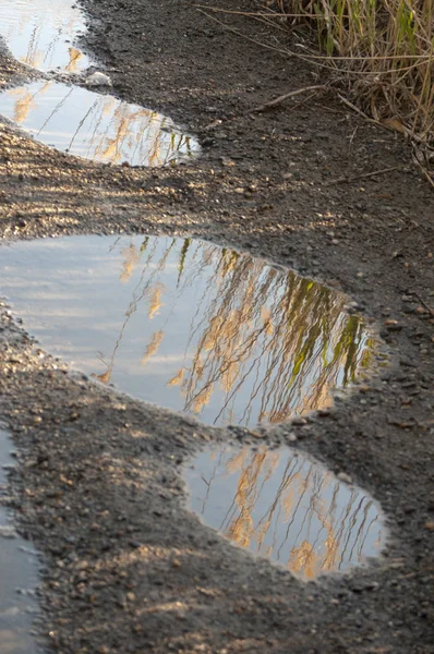 Reflejos de vegetacin en unos charcos