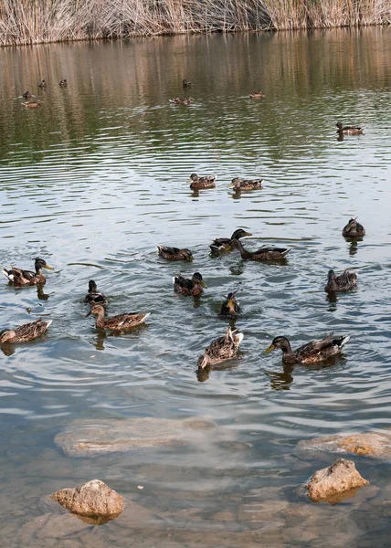 Grupo de patos nadando en una charca