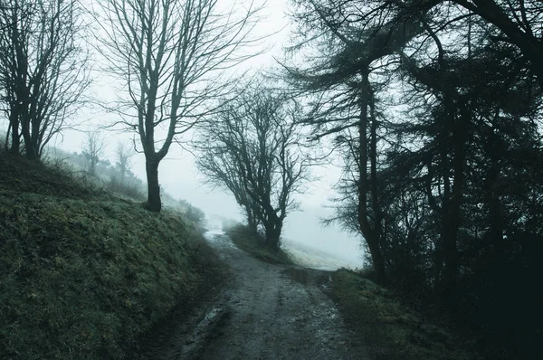 A fork in a spooky woodland path on a foggy winters day. With a cold, muted edit.