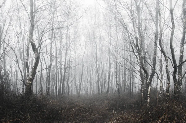 Una Foresta Spettrale Betulle Giorno Inverno Nebbioso Con Freddo Muted — Foto Stock