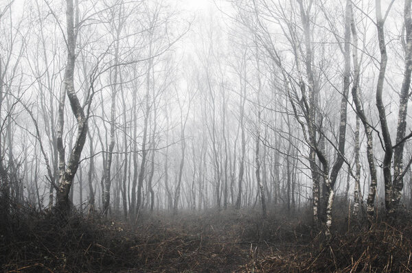 A spooky forest of birch trees on a foggy winters day. With a cold, muted edit.