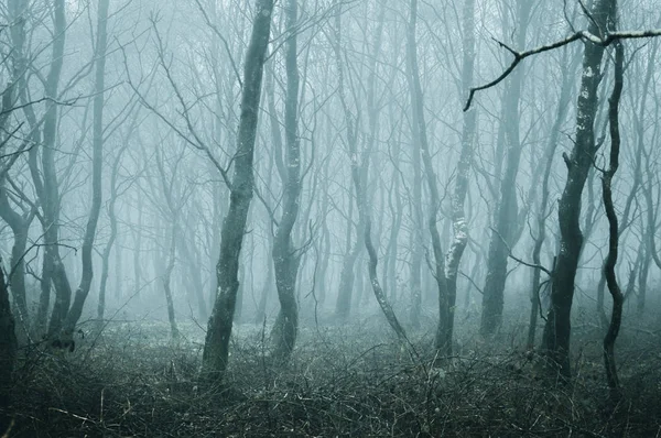 A spooky forest of birch trees on a foggy winters day. With a cold, blue edit. — Stock Photo, Image