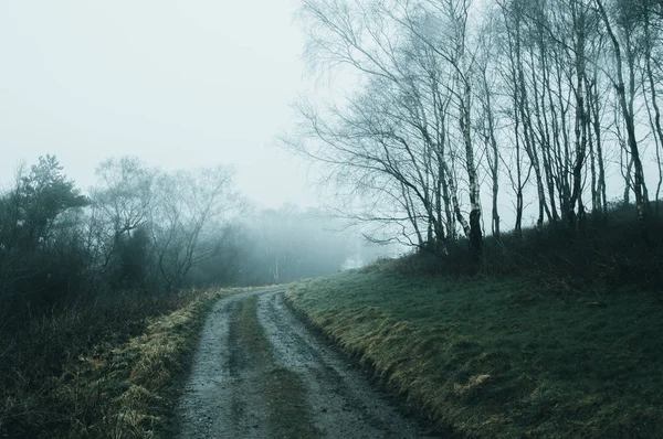 Muddy Track Spooky Woodland Foggy Winters Day Cold Blue Muted — Stock Photo, Image