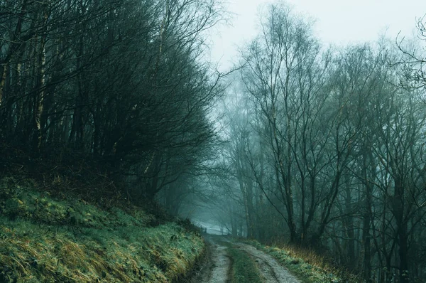 在雾蒙蒙的冬日里 一条泥泞的小路穿过一片诡异的林地 蓝色编辑 — 图库照片