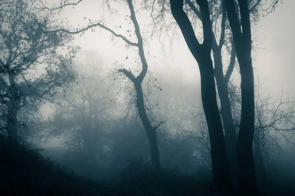 Ein Pfad Durch Einen Gespenstisch Atmosphärischen Wald Einem Nebligen Wintertag — Stockfoto