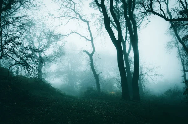 在雾蒙蒙的冬日里 穿过诡异的大气林地的一条小路 有一个黑暗 淡定的编辑 — 图库照片