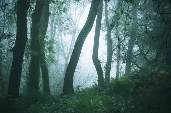 Une Forêt Sombre Effrayante Avec Des Arbres Silhouettés Par Jour — Photo