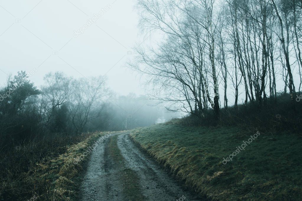 A muddy track through a spooky woodland on a foggy winters day. with a cold, blue, muted edit.