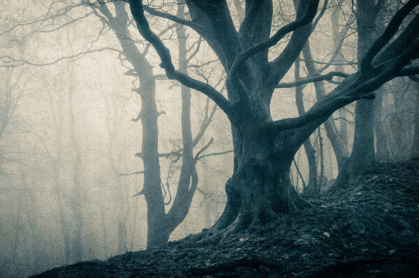 A mysterious forest, with trees silhouetted against winter fog. With a vintage, grunge blue monochrome edit.