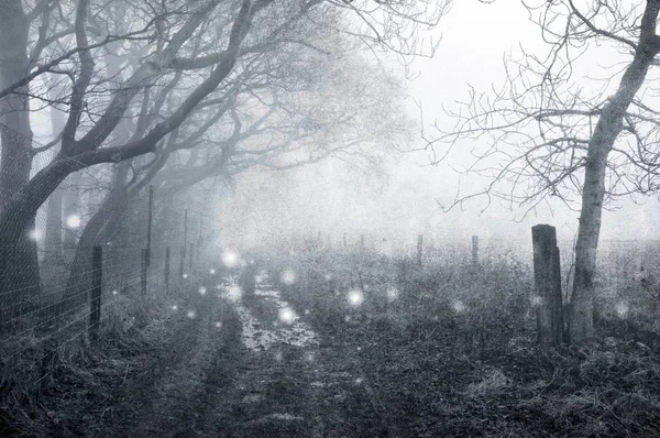 Ürkütücü Bir Orman Yolu Boyunca Yüzen Hayalet Işıkları Ile Kışın — Stok fotoğraf