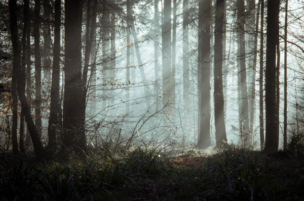 在雾蒙蒙的秋日早晨 一片大气的 喜怒无常的森林 树木映衬着太阳的光芒 — 图库照片