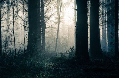 Güneş ışığına karşı bir atmosferik puslu kış gününde kontrast ağaçları ile karanlık bir sihirli orman.