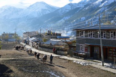 10.29.2014. Manang, Nepal. Manang Köyü ile yürüyüş paketi katır satırı. Arka planda Himalayalar karla kaplı.