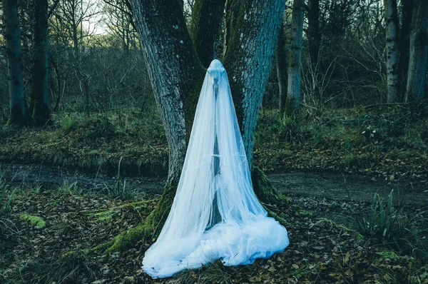 Kışın bir hayalet sayfasında bir ahşap kaplı bir koyun kafatası ürkütücü bir fotoğrafı. Sessiz bir düzenleme ile.