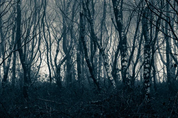 Une Forêt Sombre Effrayante Bouleaux Hiver Avec Montage Bleu Froid — Photo