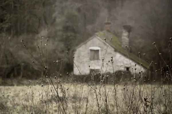 Close Dead Plants Winter Ruined Old Building Blurred Background Muted — Stock Photo, Image