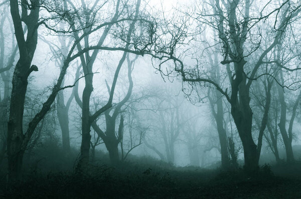 A dark, spooky forest on a cold foggy winters day. With a muted, blue edit.