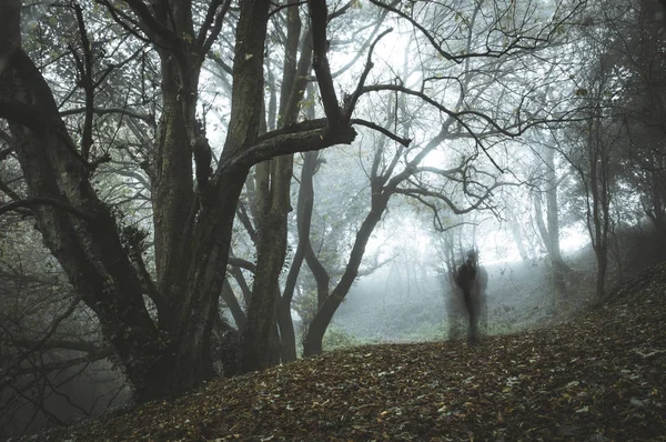 Eine Gruselige Gespenstische Gestalt Auf Einem Pfad Einem Nebligen Wald — Stockfoto