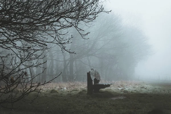 Banco Madeira Borda Floresta Dia Inverno Nebuloso Misterioso Com Uma — Fotografia de Stock