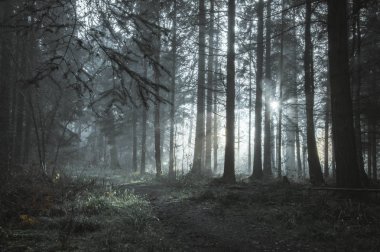 Ağaçların arasından bir puslu kış gününde gelen güneş ışınları ile bir güzel moody orman yolu.