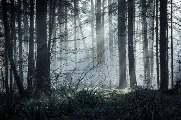 Beautifully Moody Forest Sun Beams Coming Trees Misty Winters Day — Stock Photo, Image