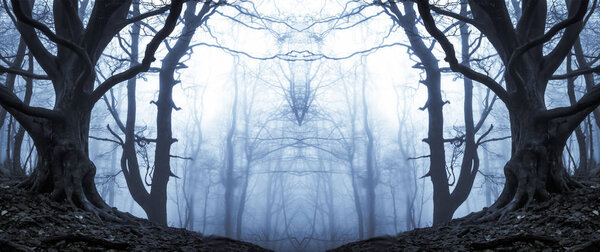 A mirrored concept of a spooky forest on a foggy winters day.