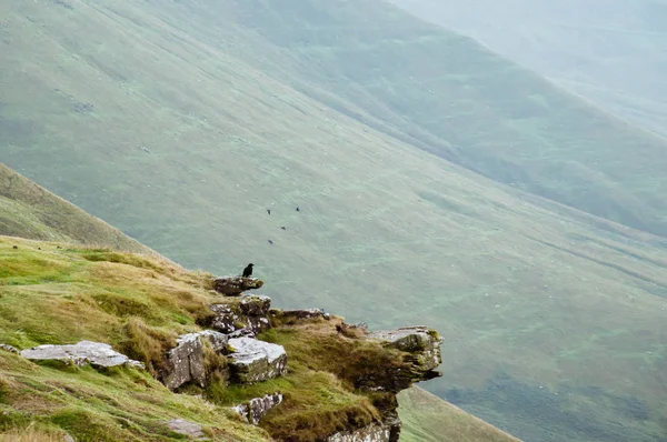 位于英国威尔士黑山一座山边的乌鸦 科沃斯 科拉克斯 — 图库照片