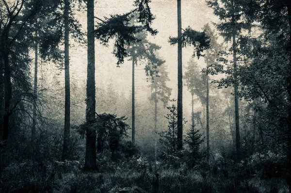 A moody, spooky, foggy forest, with a grunge, grainy, monochrome edit.