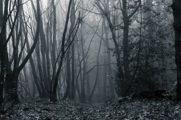 一个喜怒无常 雾蒙蒙的森林 与颗粒状 咕巫胶 单色编辑 — 图库照片