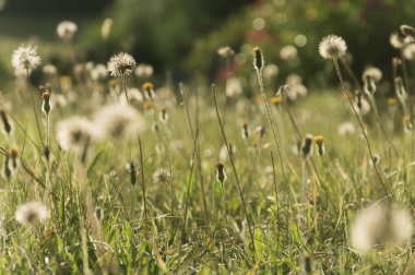  vahşi çiçek çayır dandelions ile geri akşam güneş ışıklı