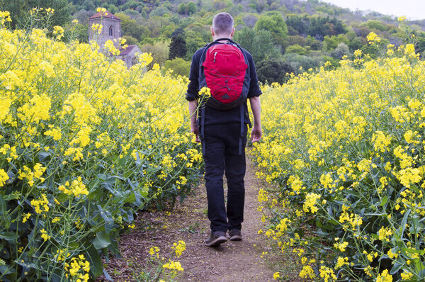 A hiker walking through a field of rapeseed on a spring day, Malvern Hills, UK.