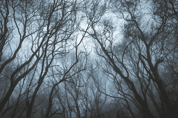 抬头看着森林中光秃秃的冬枝 用黑暗的喜怒无常编辑蓝色编辑 — 图库照片