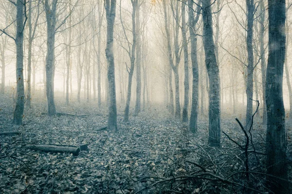 Spooky Eerie Forest Winter Trees Silhouetted Fog Muted Blue Grunge — Stock Photo, Image