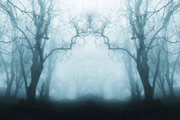 A spooky, eerie forest in winter, with the trees silhouetted by fog. With a muted, mirrored, blue edit.