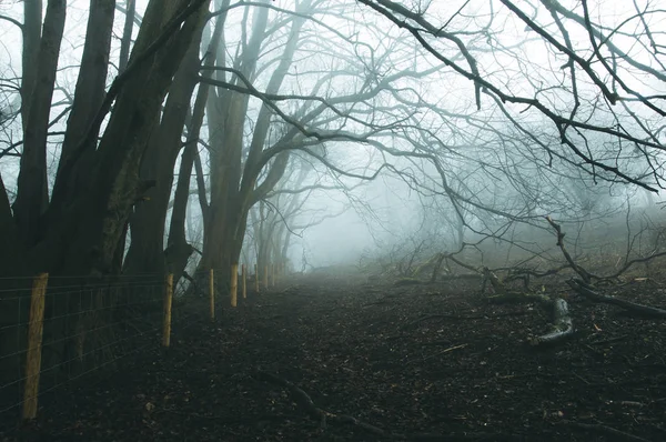 Une Forêt Sombre Effrayante Par Une Froide Journée Hivers Brumeux — Photo