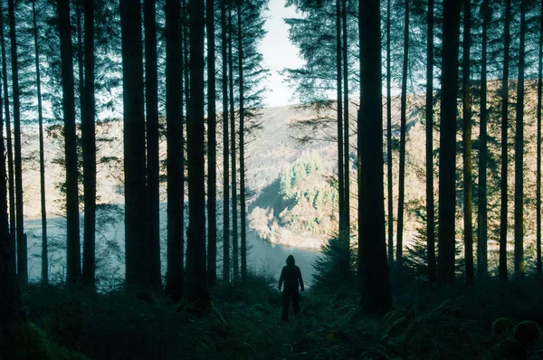 A spooky hooded figure silhouetted in a mysterious pine forest