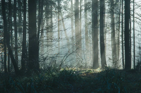 Uma floresta muito bem humorada com raios de sol vindo através das árvores — Fotografia de Stock