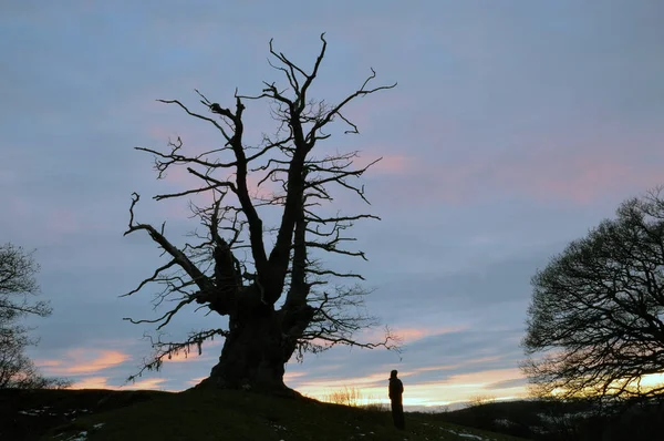 Kışın gün batımına karşı siluetli, küçük bir tepenin üzerinde duran eski bir meşe ağacı..