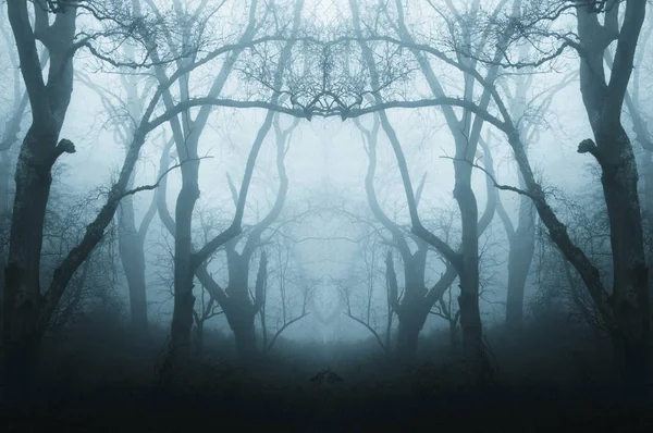 Kışın Ürkütücü Ürkütücü Bir Ormanın Aynalı Yinelenen Etkisi Sis Tarafından — Stok fotoğraf
