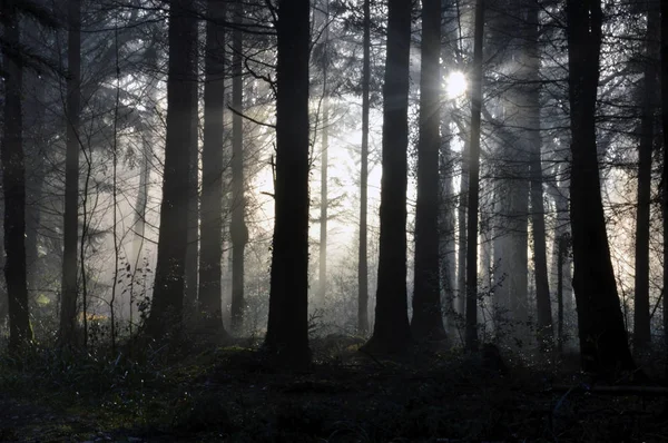 Une Forêt Effrayante Avec Lumière Soleil Silhouette Les Arbres Par — Photo