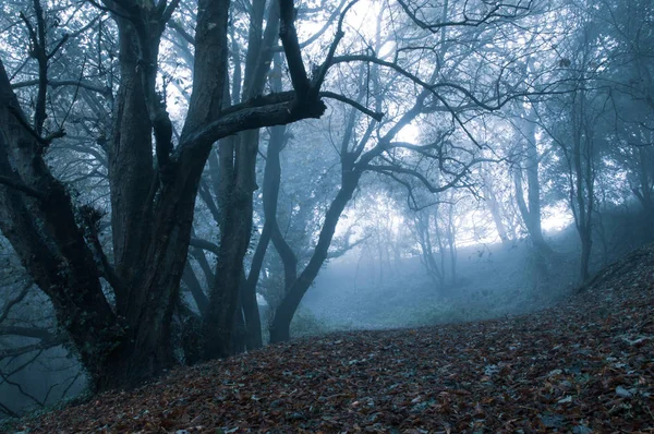 Mirando a lo largo de un camino a través de un bosque espeluznante de árboles en invierno . — Foto de Stock