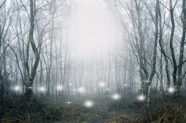 Luzes Brancas Sobrenaturais Brilhantes Assustadoras Orbes Flutuando Uma Floresta Dia — Fotografia de Stock