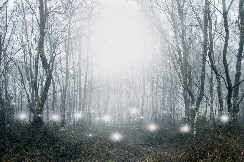 Glowing spooky, supernatural white lights and orbs floating in a forest on a moody, misty winters day